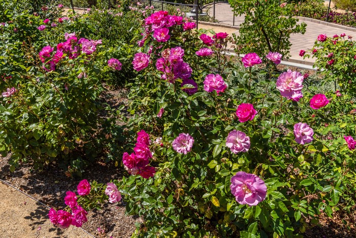 Roses and Shrubs at South Coast Botanic Garden, USA
