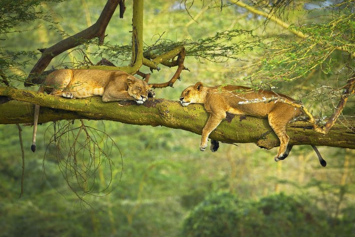 Two lionesses sleeping on a tree branch