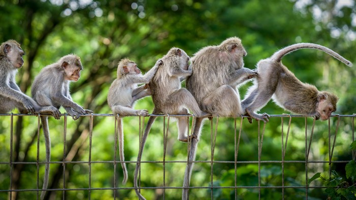 Monkeys grooming each other on a fence