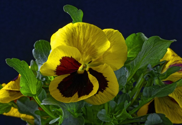 Yellow and maroon pansies with green leaves