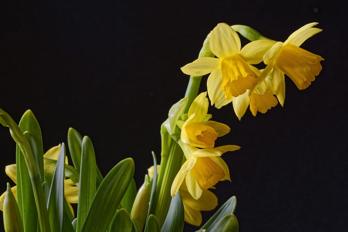 Yellow Daffodils Closeup on Black Background