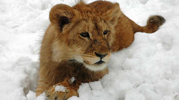 Lion cub lying in the snow