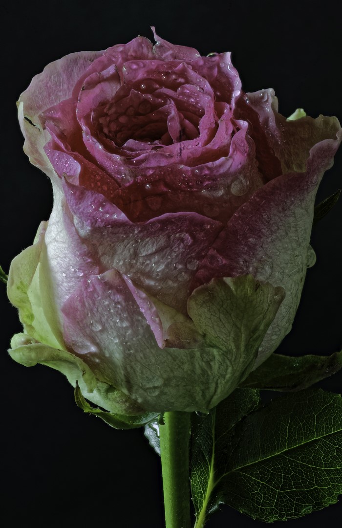 Pink rose with water drops on black background