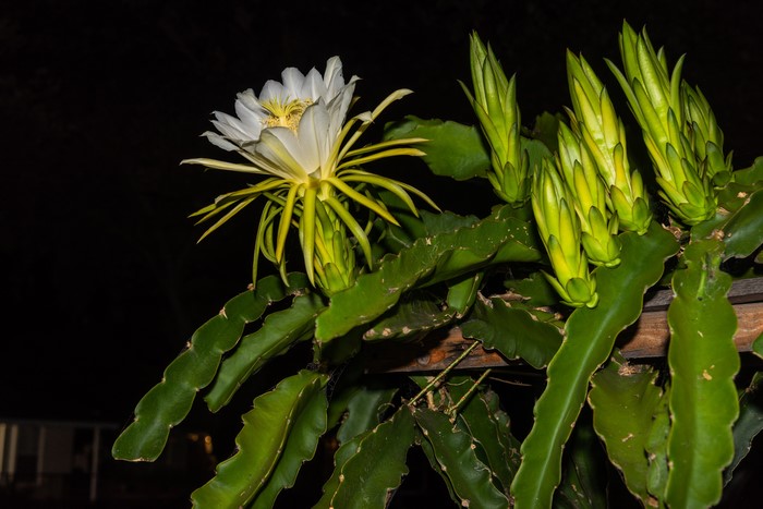 Dragon fruit flower and buds on cactus