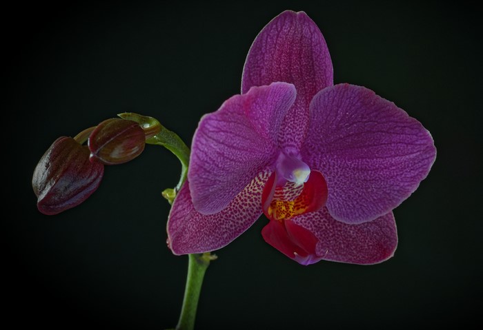 Violet Orchid with Buds on Black Background