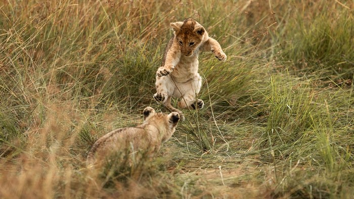 Two lion cubs playing in grass