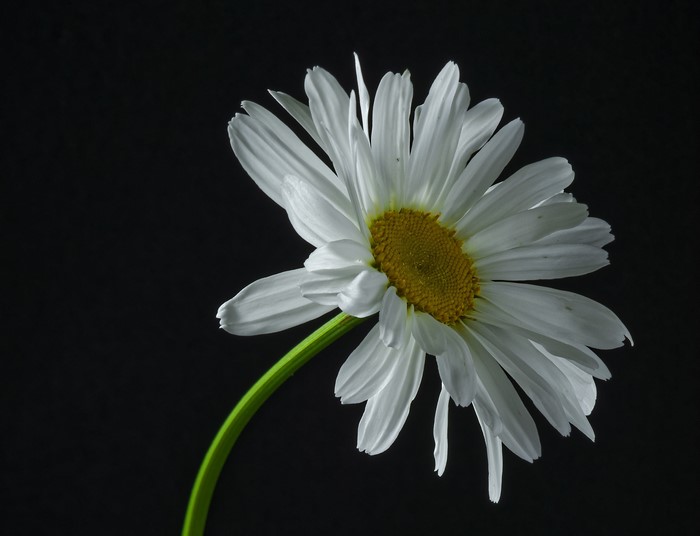 White daisy flower with yellow center on black background