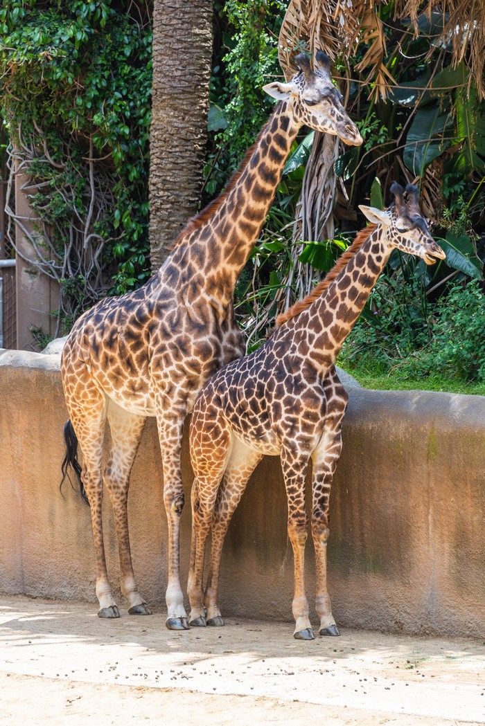 Two Giraffes