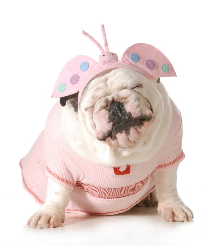 Bulldog in a pink butterfly costume