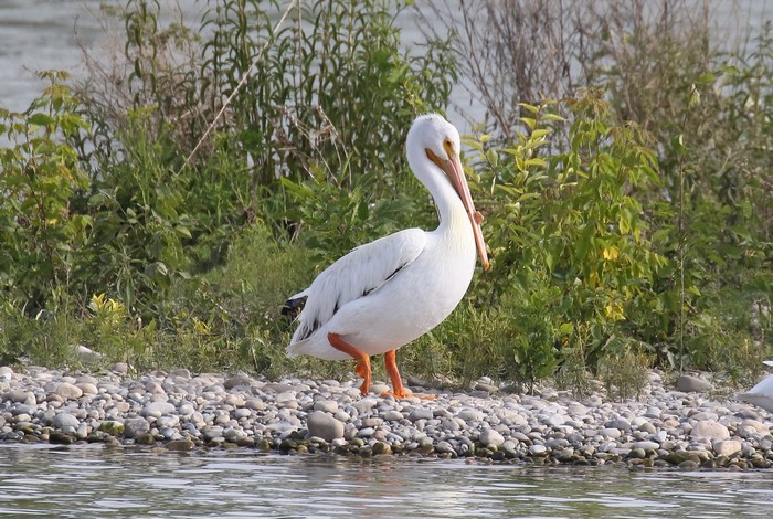 White Pelican on a rocky shore