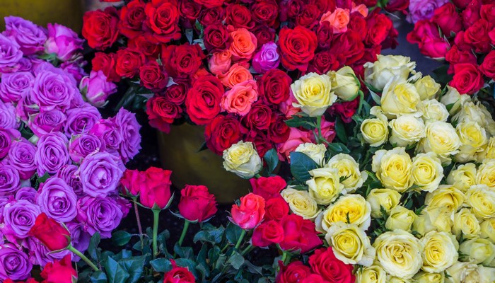 4K Multicolor Roses