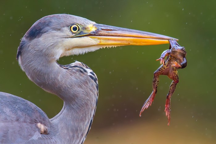 Great Blue Heron catches a frog