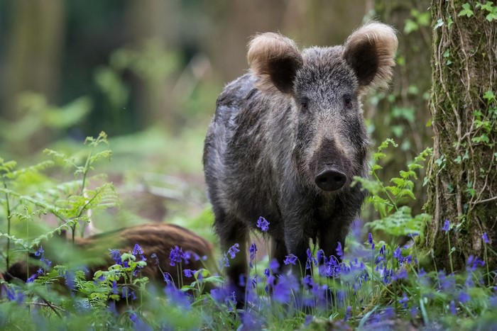 Wild boar in a forest with bluebells