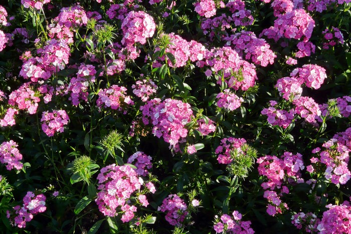 Pink Dianthus flowers in a garden
