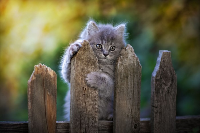 A fluffy grey kitten peeking over a wooden fence
