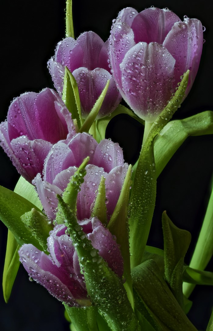Purple tulips with water drops on black background