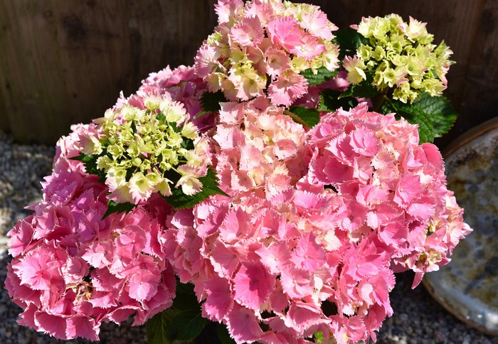 4K Hydrangea Closeup Pink Color