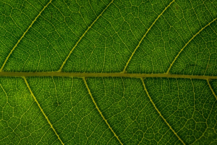 Green leaf texture with veins