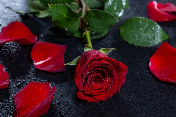 Red Rose with Water Drops and Petals