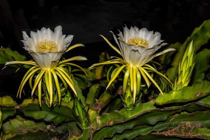 Two Dragon Fruit Flowers Blooming at Night
