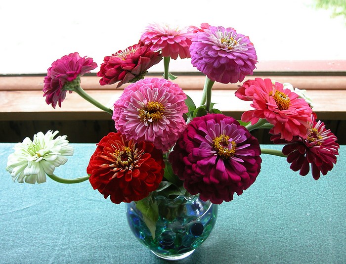 Multicolor Zinnias in a Glass Vase