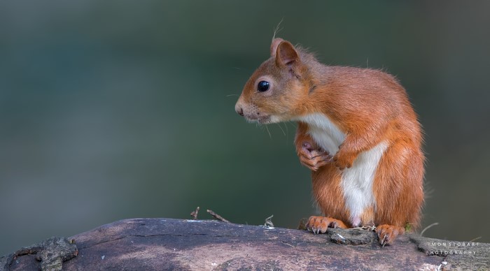 Red squirrel on a log