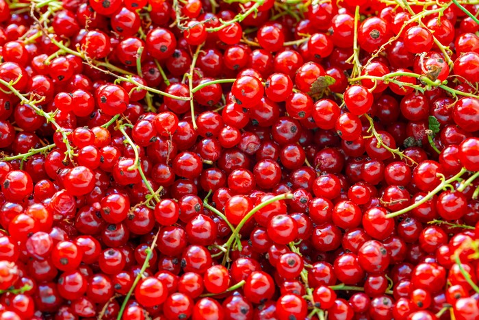 Close-up of fresh red currants on stems