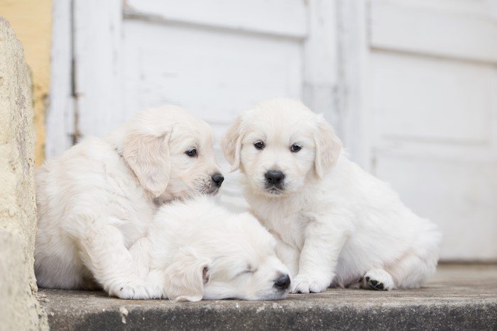 Three Golden Retriever Puppies