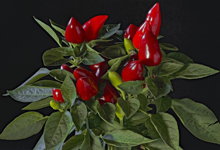 4K Chili Peppers with Foliage on Black Background