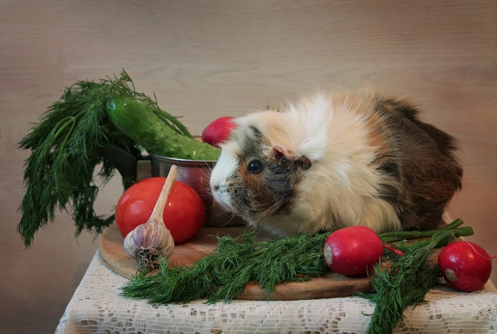 Guinea pig with vegetables and dill