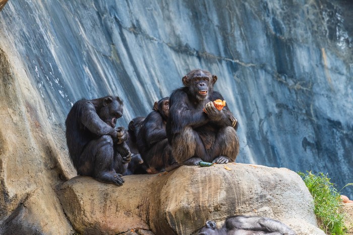 Monkeys sitting on rocks