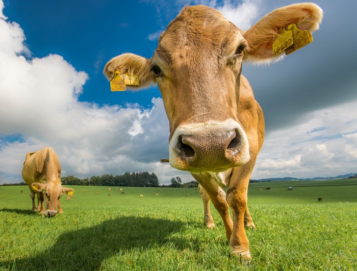 Cow in a grassy field with tags