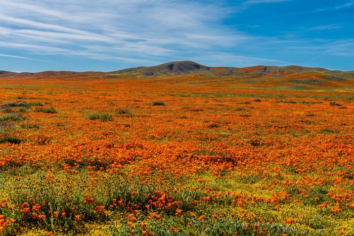 California Poppy Fields in Lancaster, USA