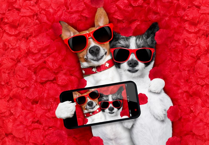 Two dogs taking a selfie on red petals