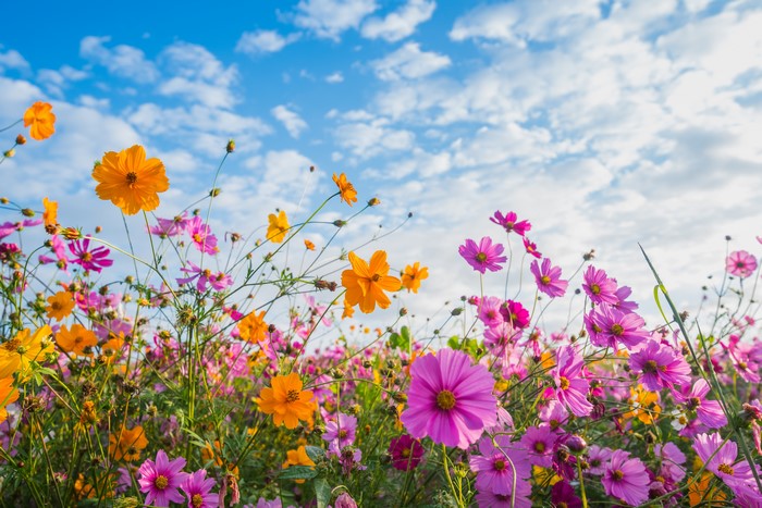 Cosmos flowers in bloom under a cloudy sky