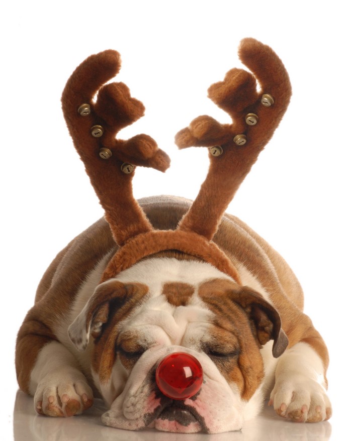 English Bulldog wearing reindeer antlers and red nose
