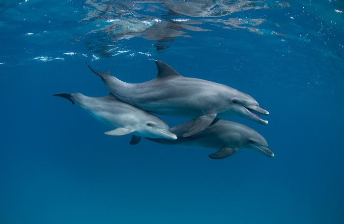 Three Dolphins Swimming Underwater
