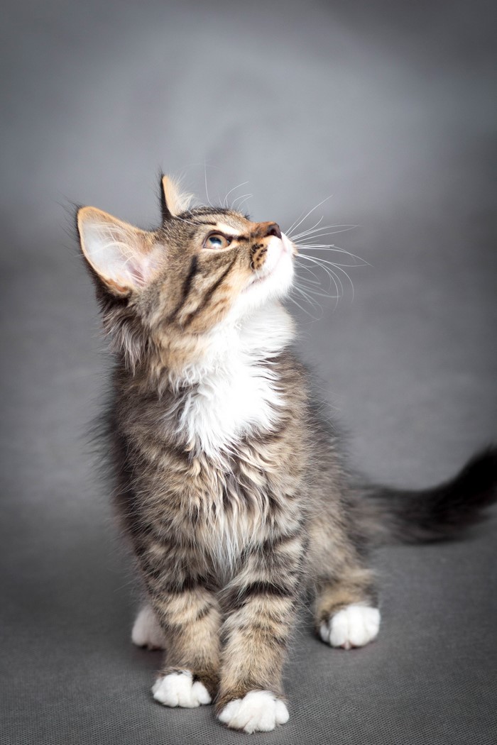 Tabby kitten looking up on a gray background