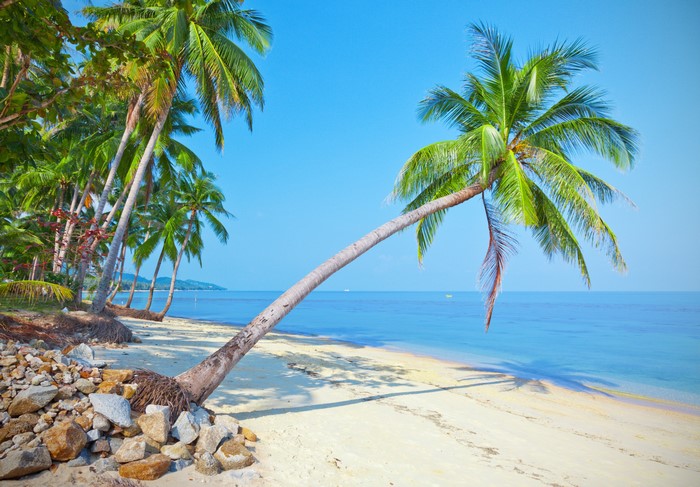 Palm trees on a tropical beach with blue ocean