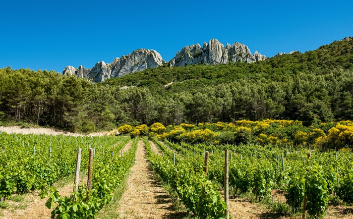 Vineyard in Provence, France with Crags