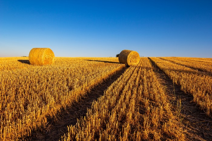 Hay bales in a harvested wheat field under a clear blue sky