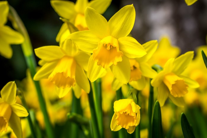 Close-up of bright yellow daffodils