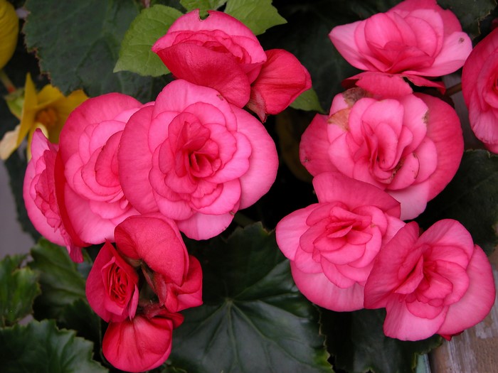 Close-up of pink begonias with green leaves