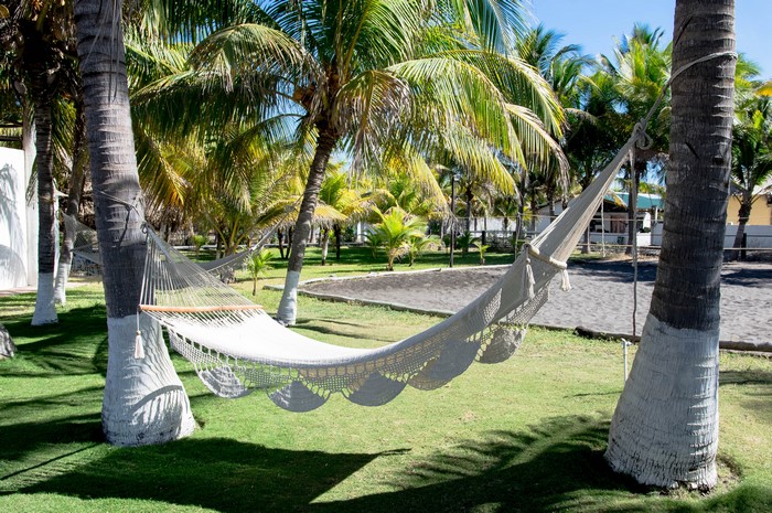 Hammock between palm trees on a sunny day