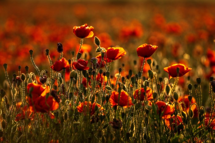 Field of Poppies in Summer Sunlight
