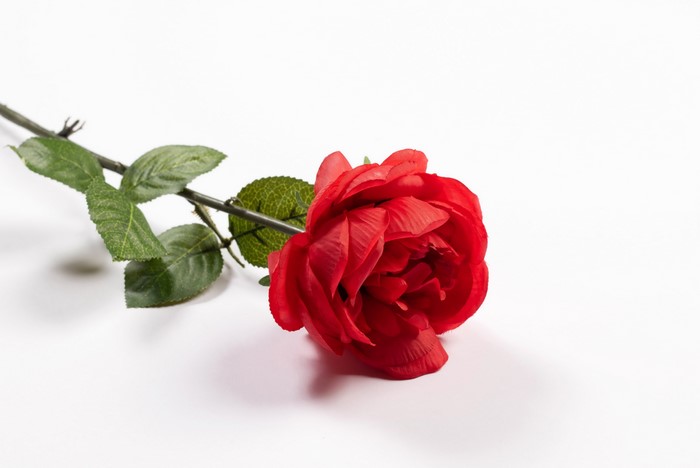 Red rose on a white background