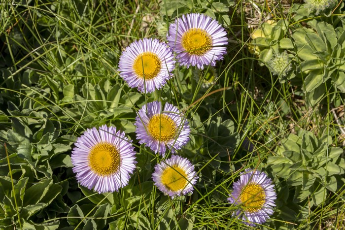 Purple and yellow daisies in grass