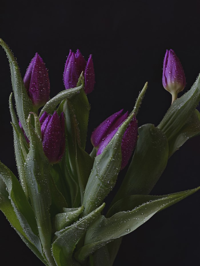 Purple tulips with water droplets on a black background