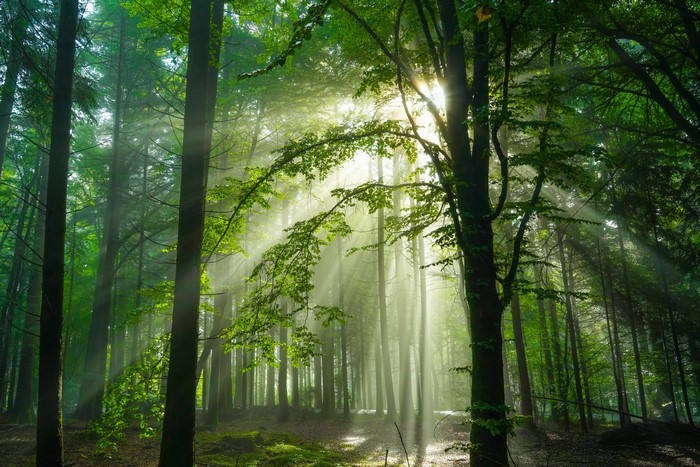 Sunlight filtering through trees in a German forest