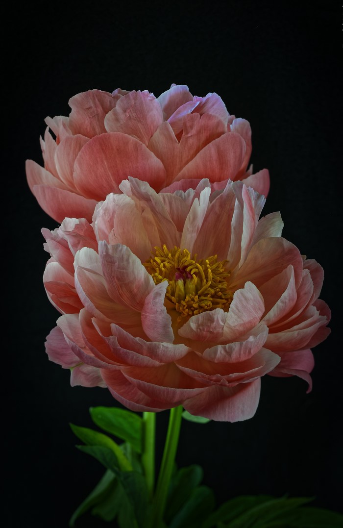 Two pink peonies against a black background